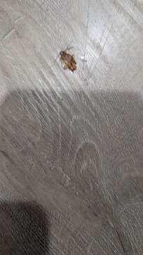 Cockroach on the floor