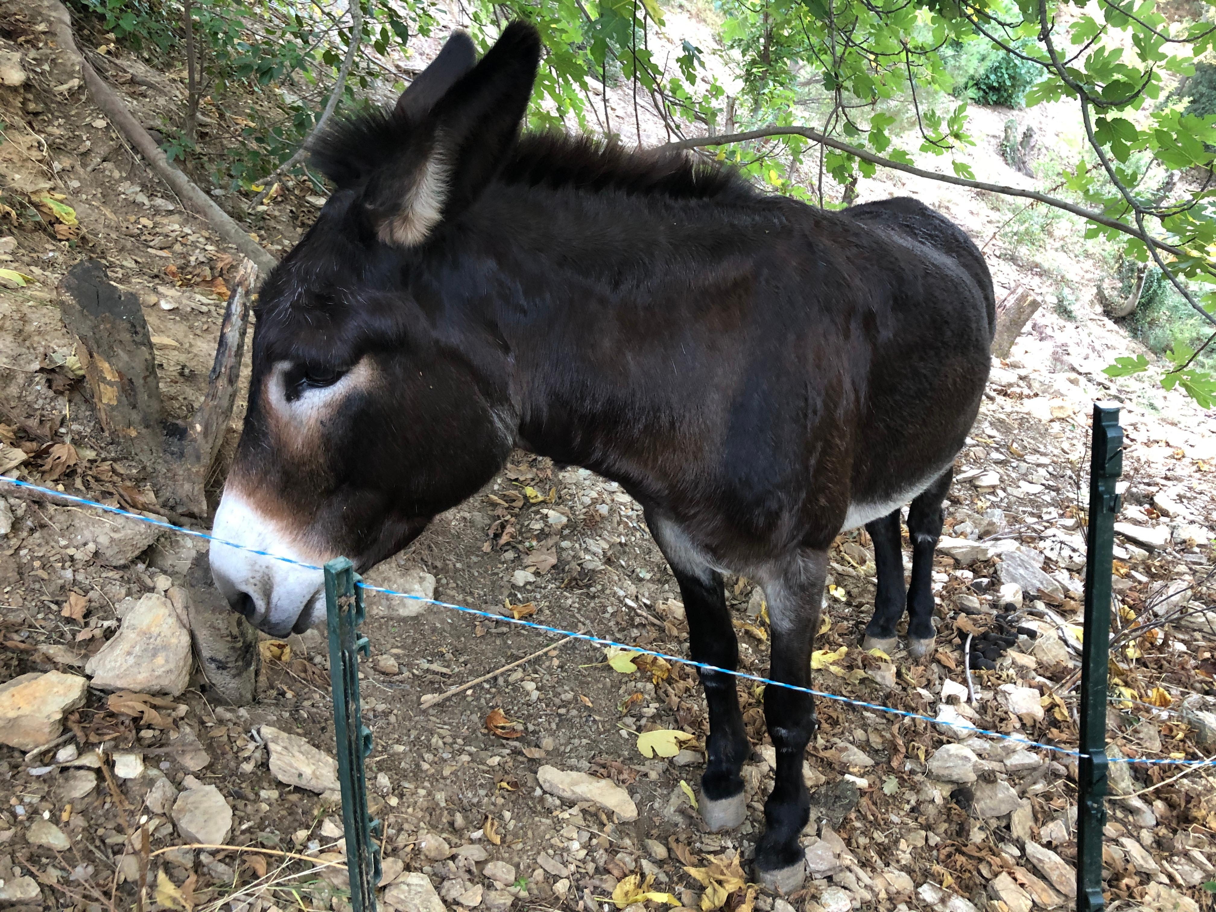 Der Hausesel holt sein Frühstück