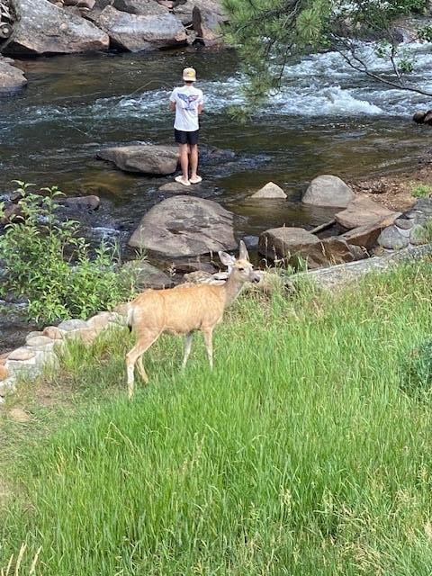Deer in backyard by the river.  Great fly fishing spot.