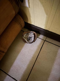Noix de coco pourrie sous le lit