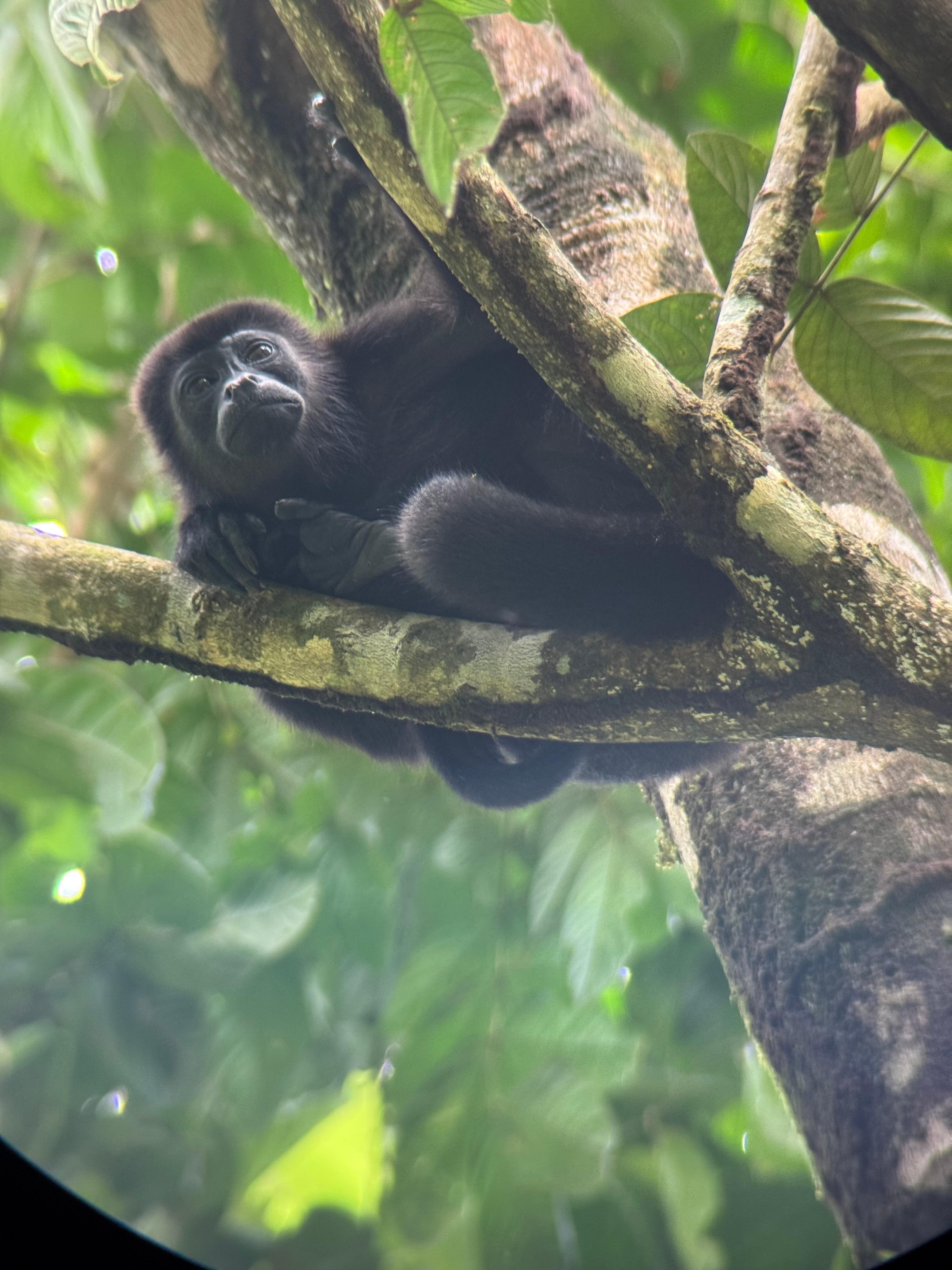 Howler monkey