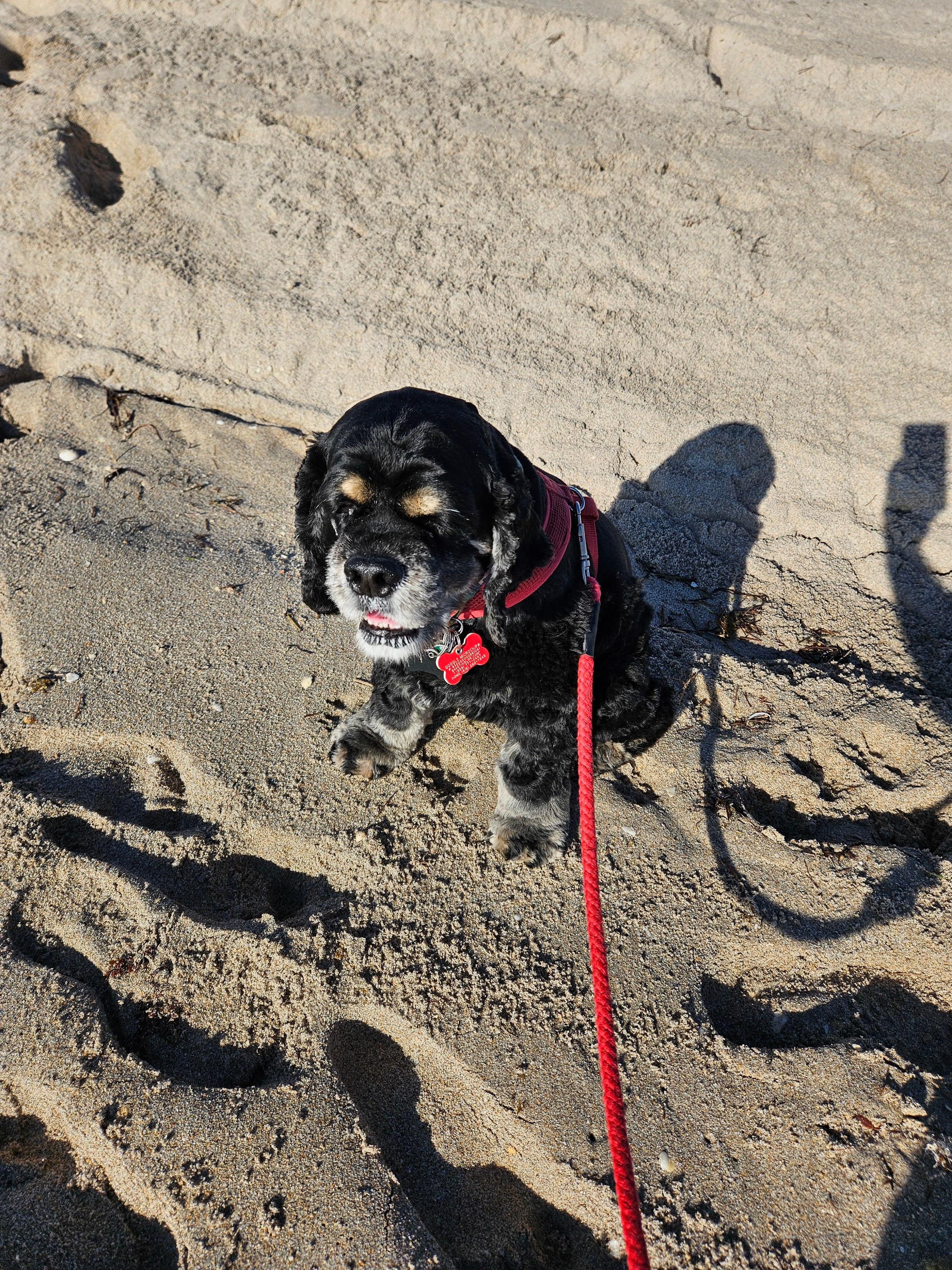Dante on the beach