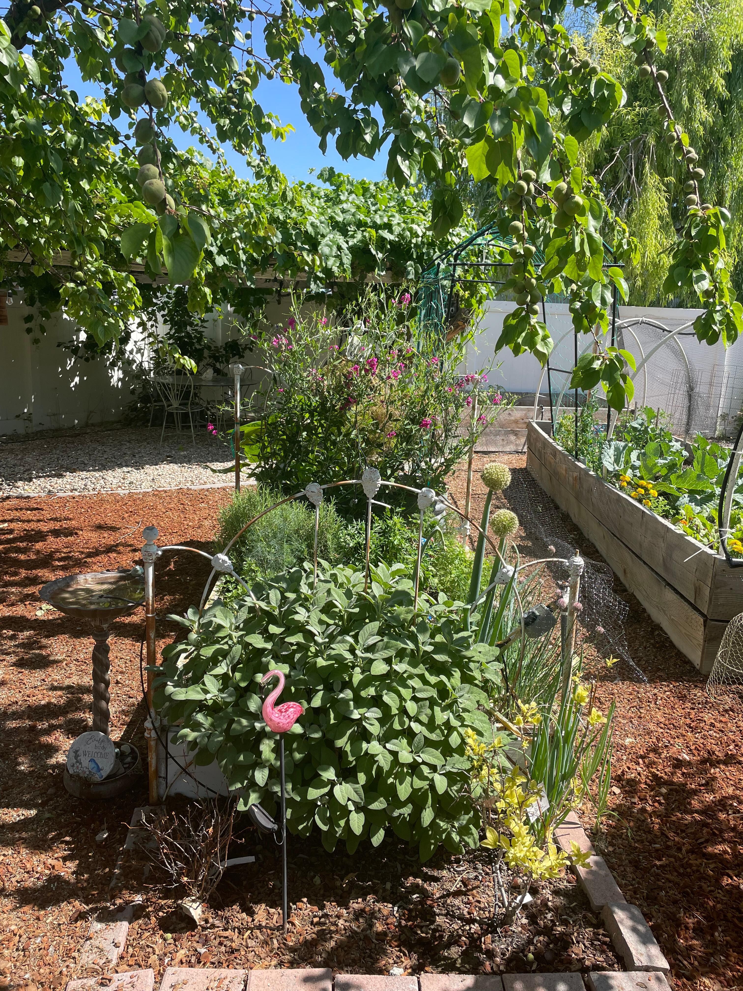 Main garden