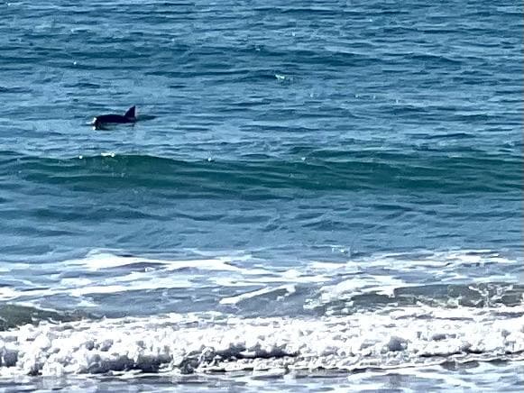 Dolphin watching was excellent.  