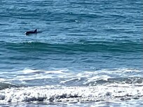 Dolphin watching was excellent.