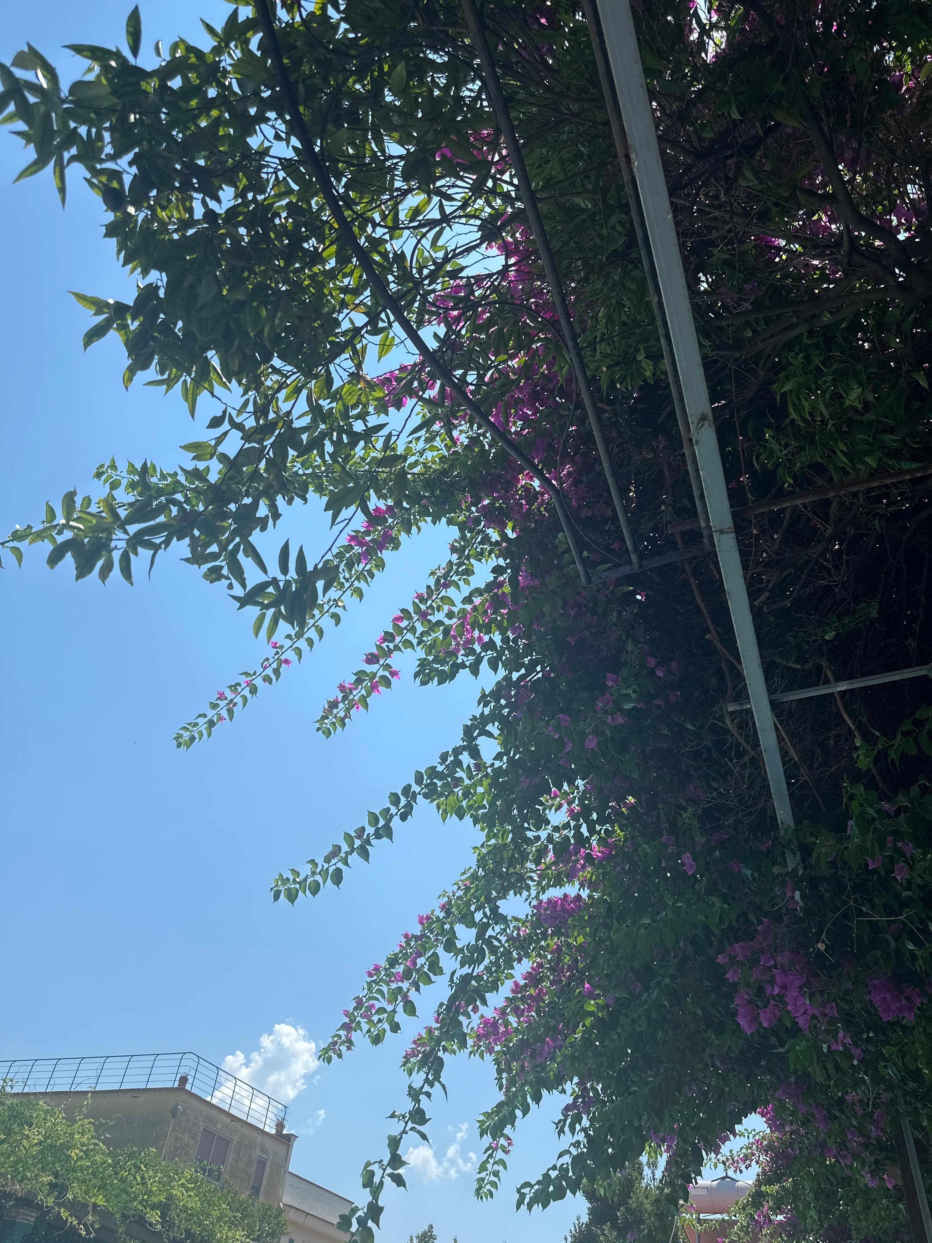 My view as I lounged beneath the natural shade at the pool.