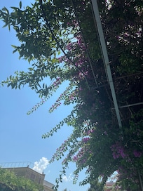 My view as I lounged beneath the natural shade at the pool.