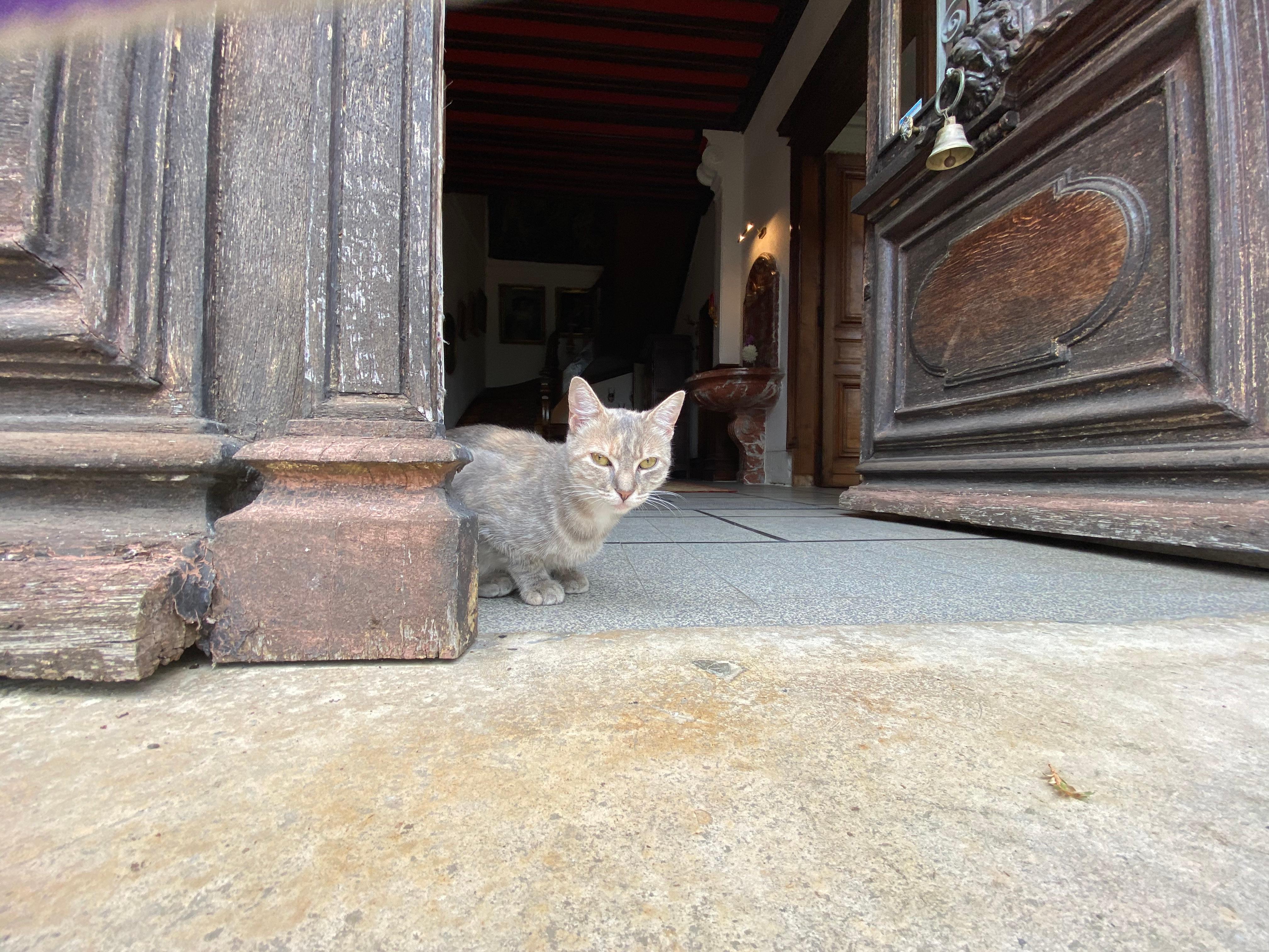 L’adorable châtelaine 🐱 