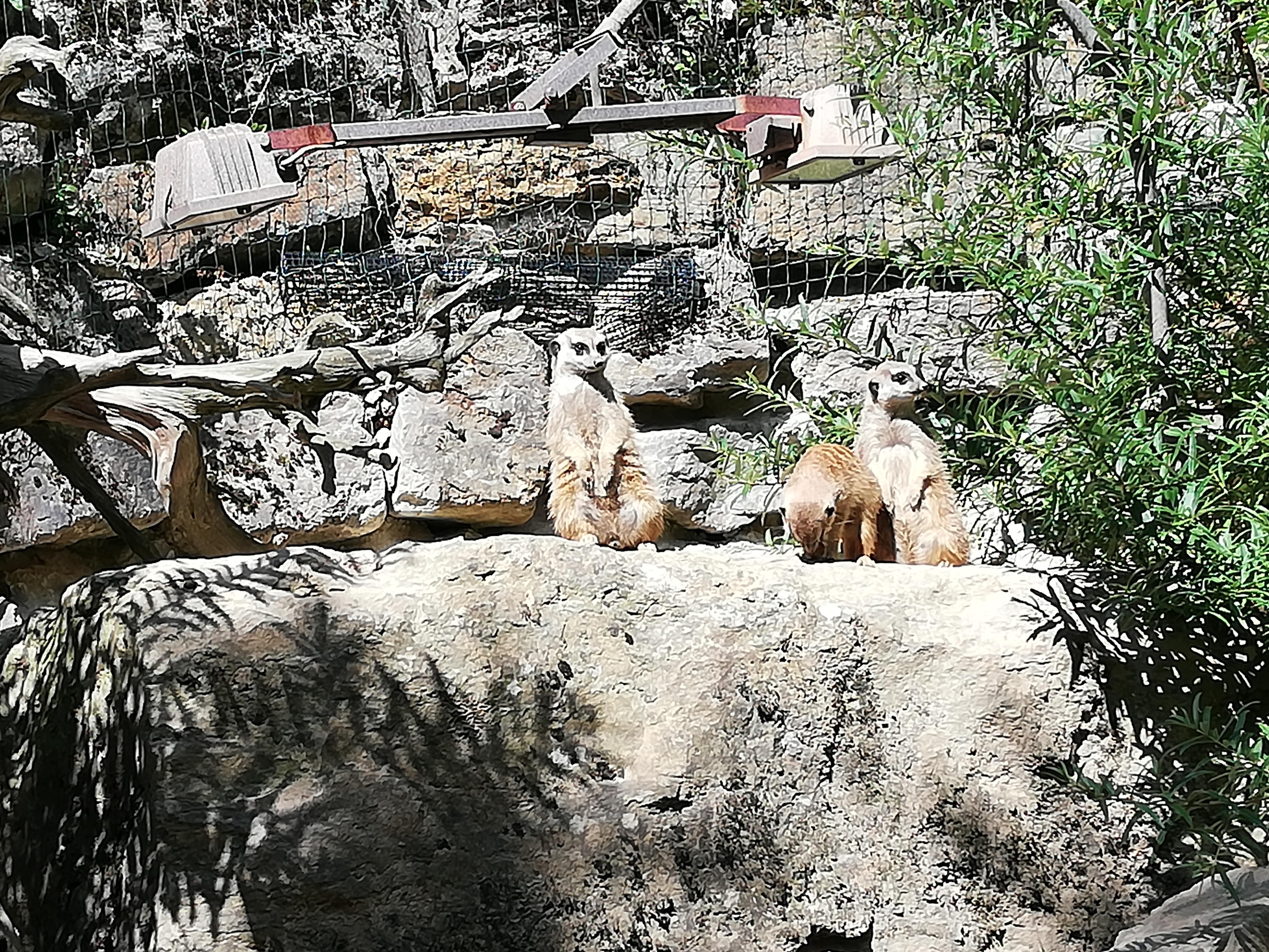 Sehr schöner Zoo mit ganz vielen Tieren
