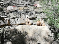 Sehr schöner Zoo mit ganz vielen Tieren