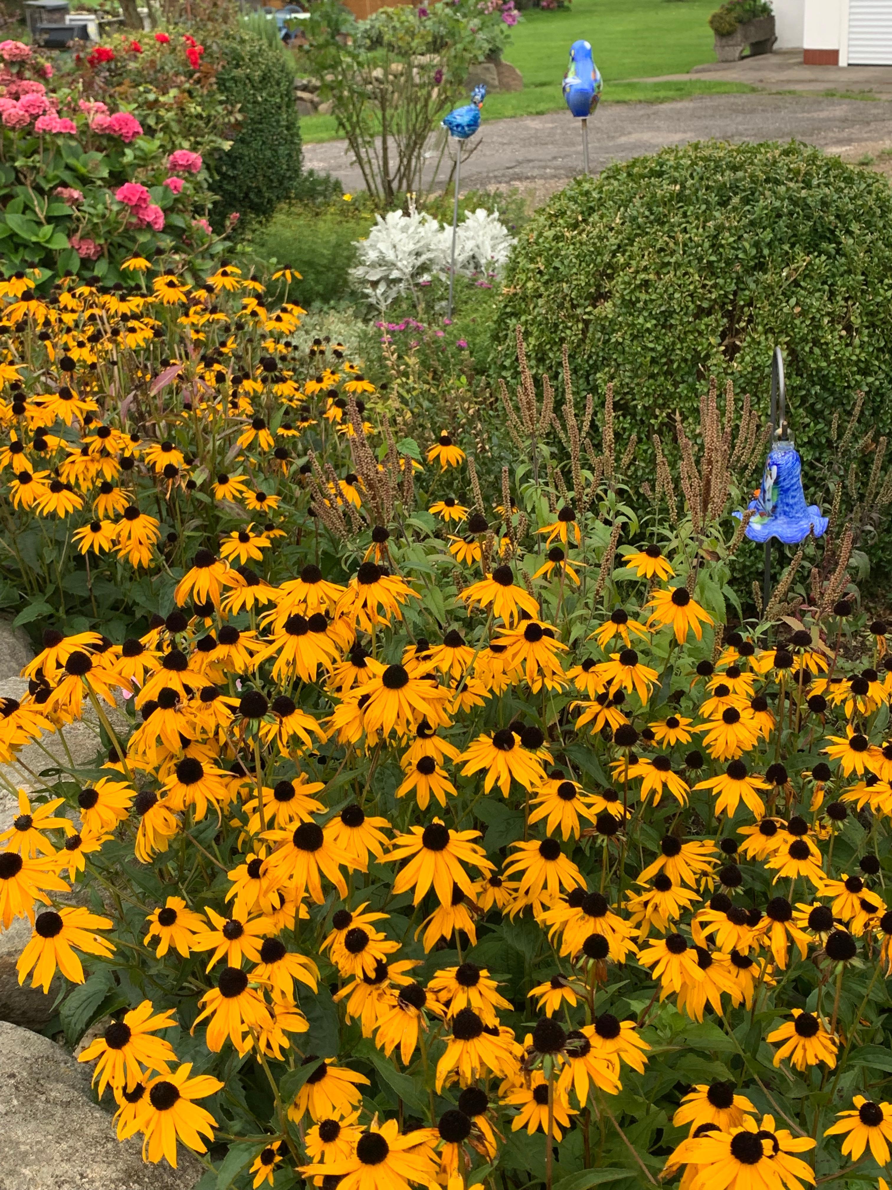 Garden area