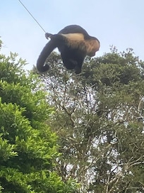Monkey business