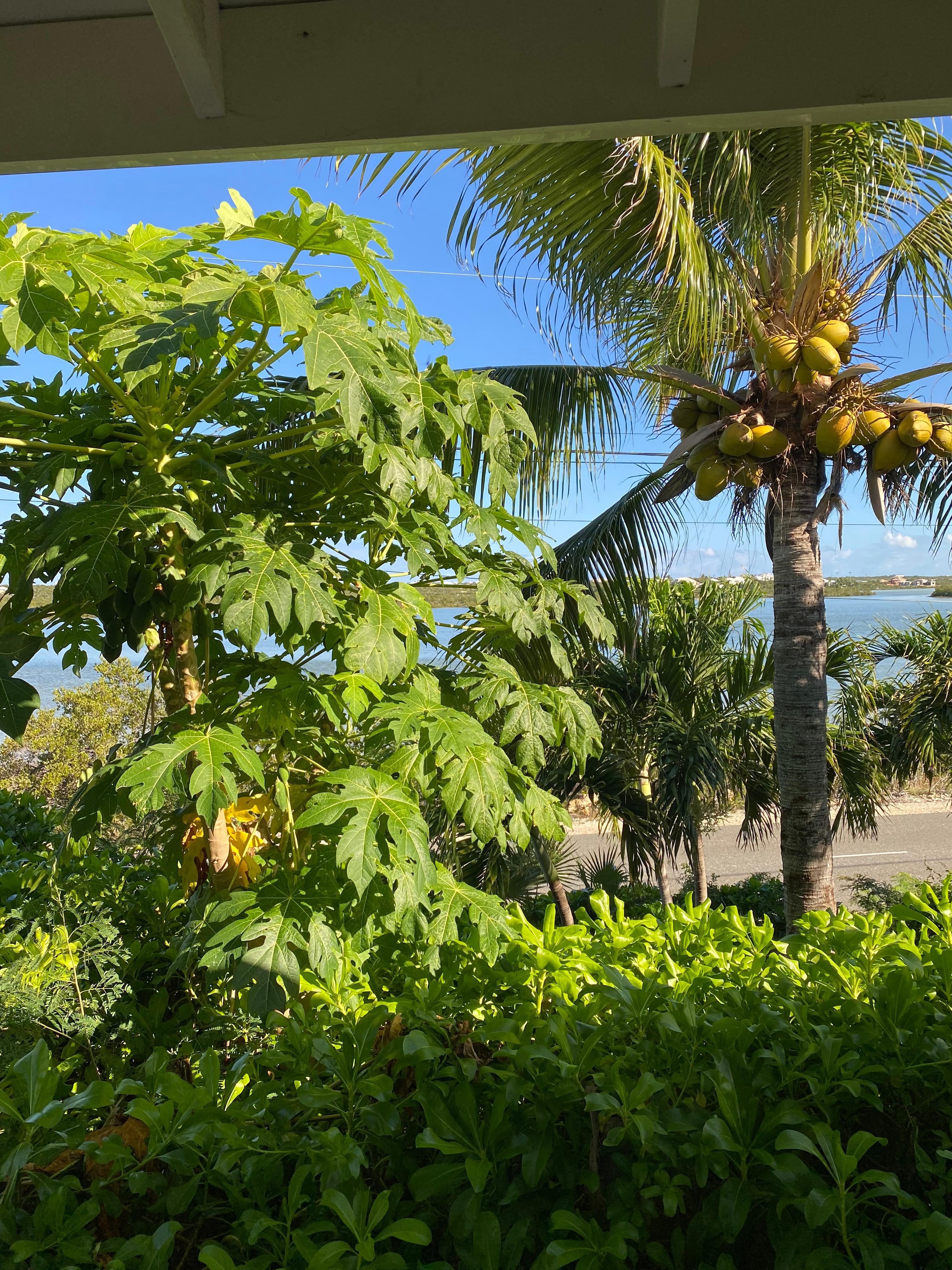 Papayas growing right outside our window