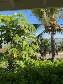 Papayas growing right outside our window
