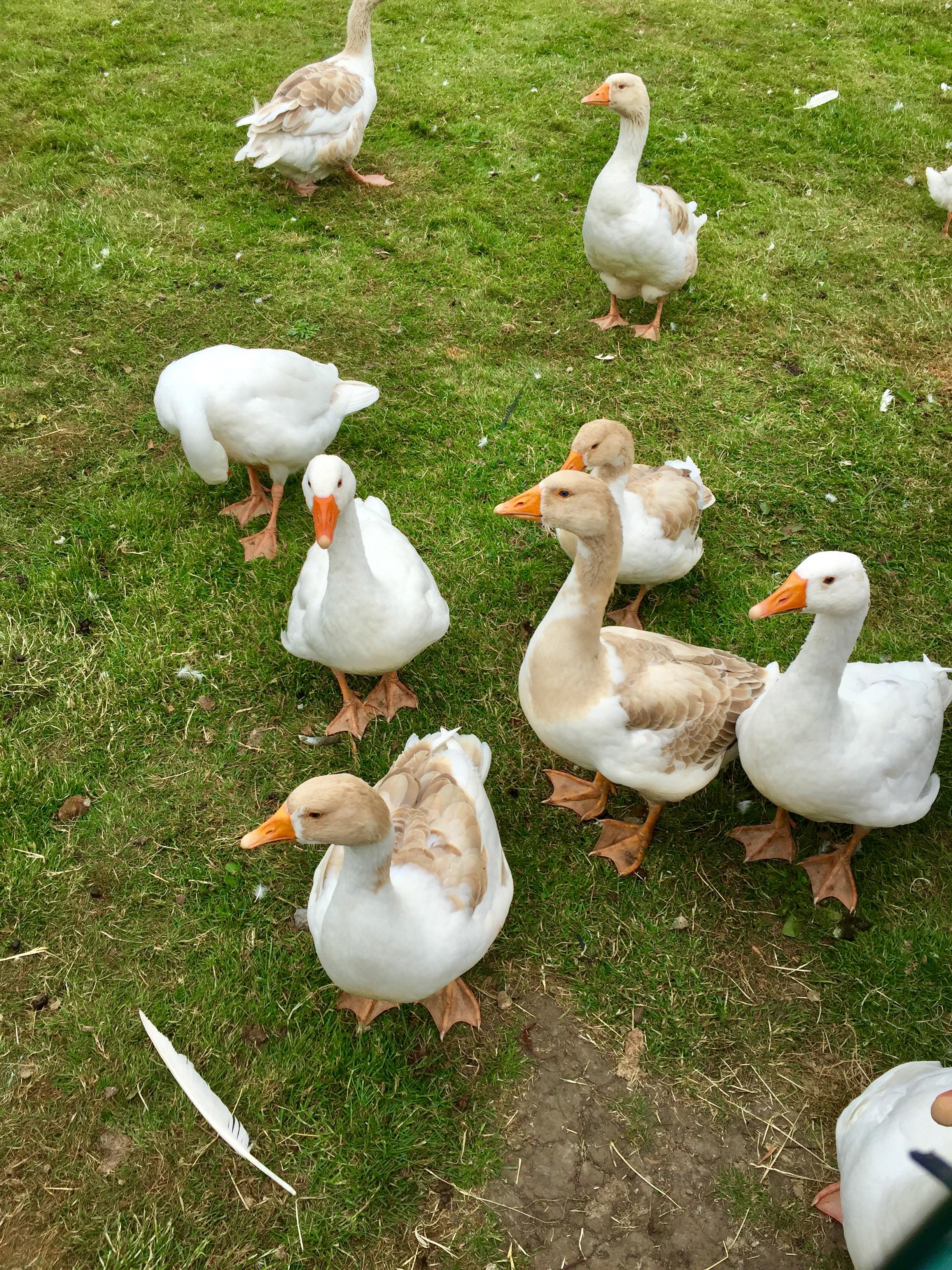 The geese in field next to cottage. 