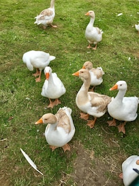 The geese in field next to cottage.