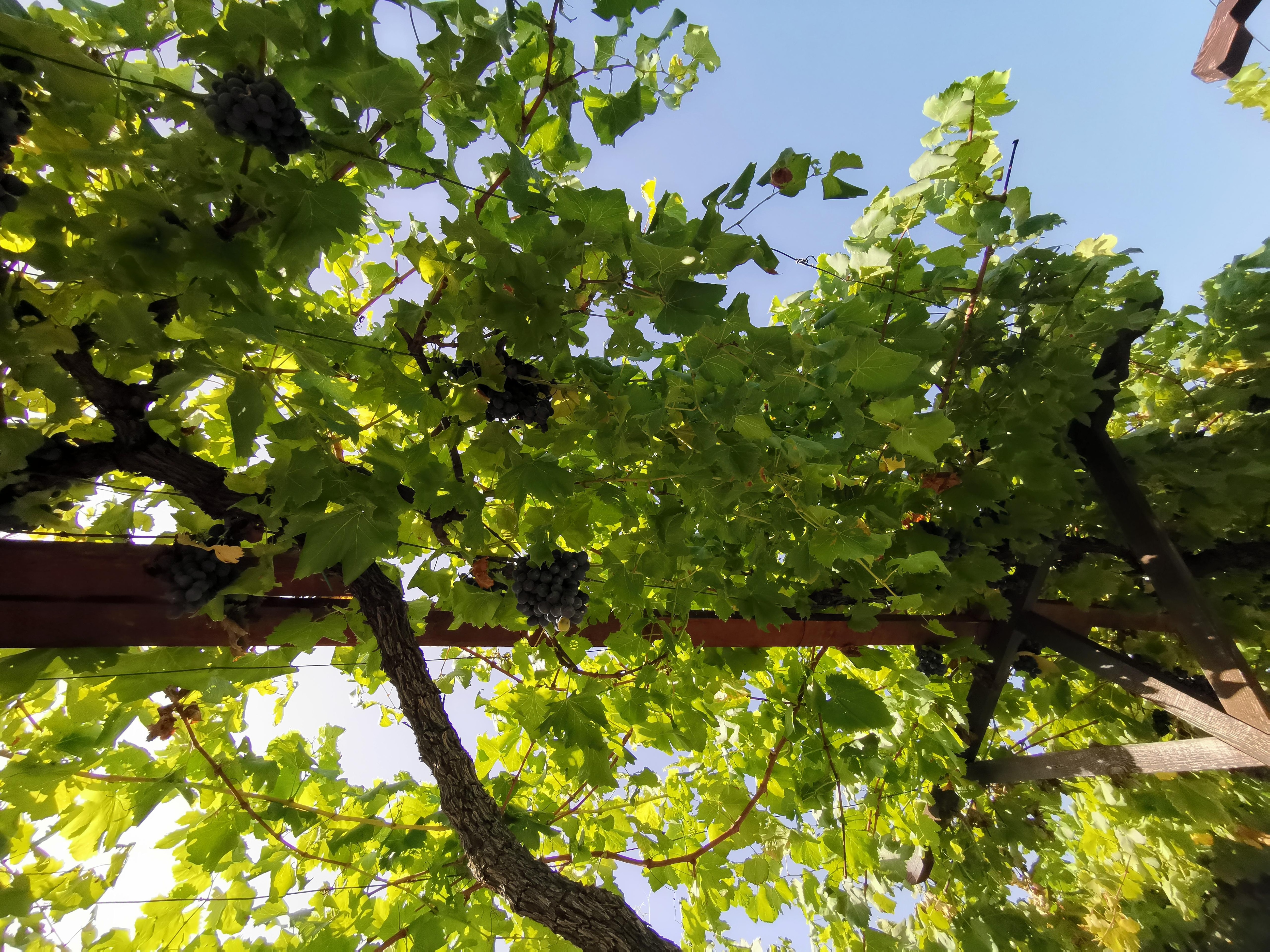 Vineyard in the older hotel part, surrounding the pool