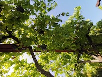 Vineyard in the older hotel part, surrounding the pool