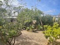 The garden