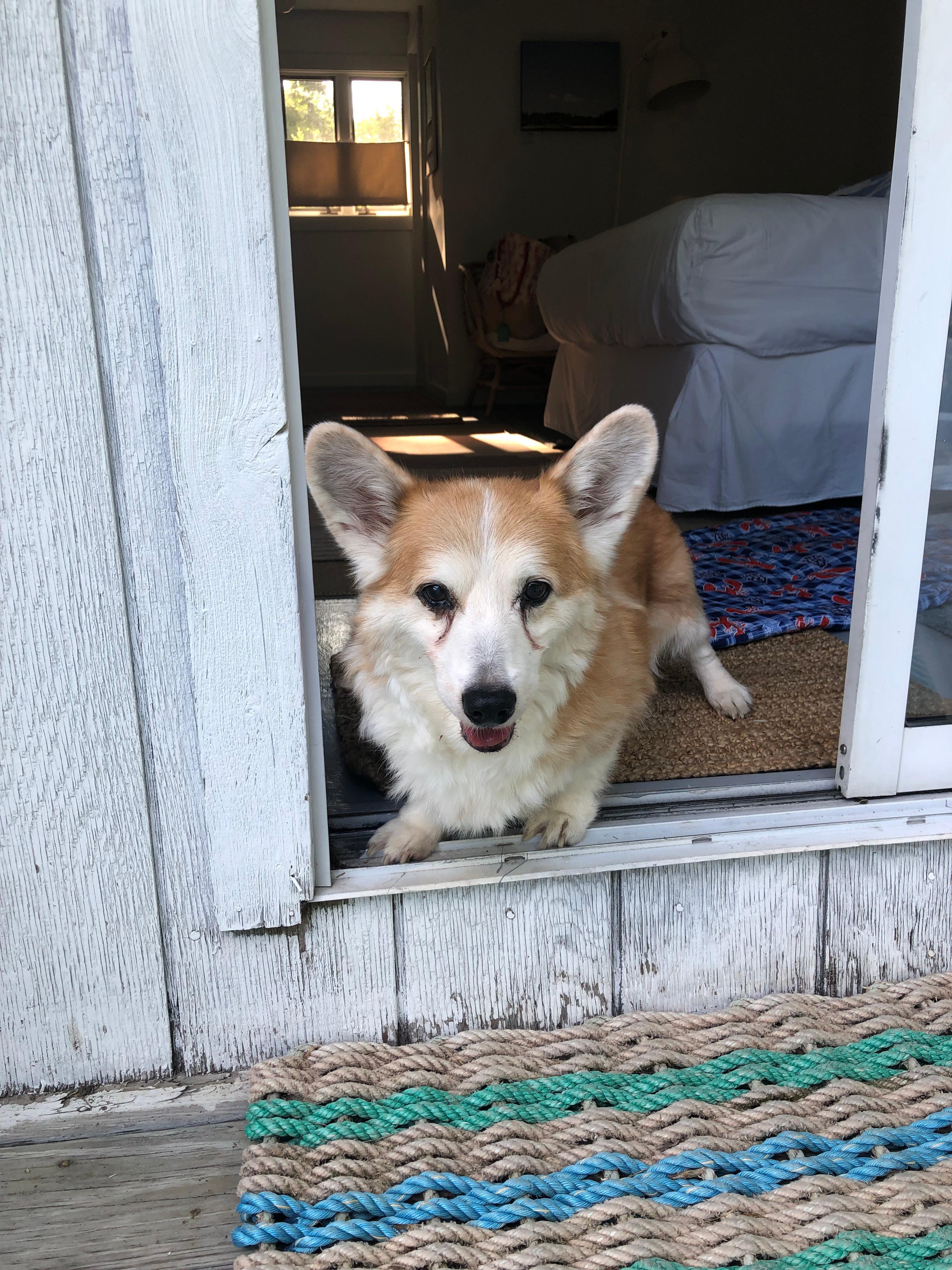 My Corgi enjoyed his stay, too!