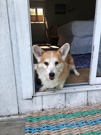 My Corgi enjoyed his stay, too!