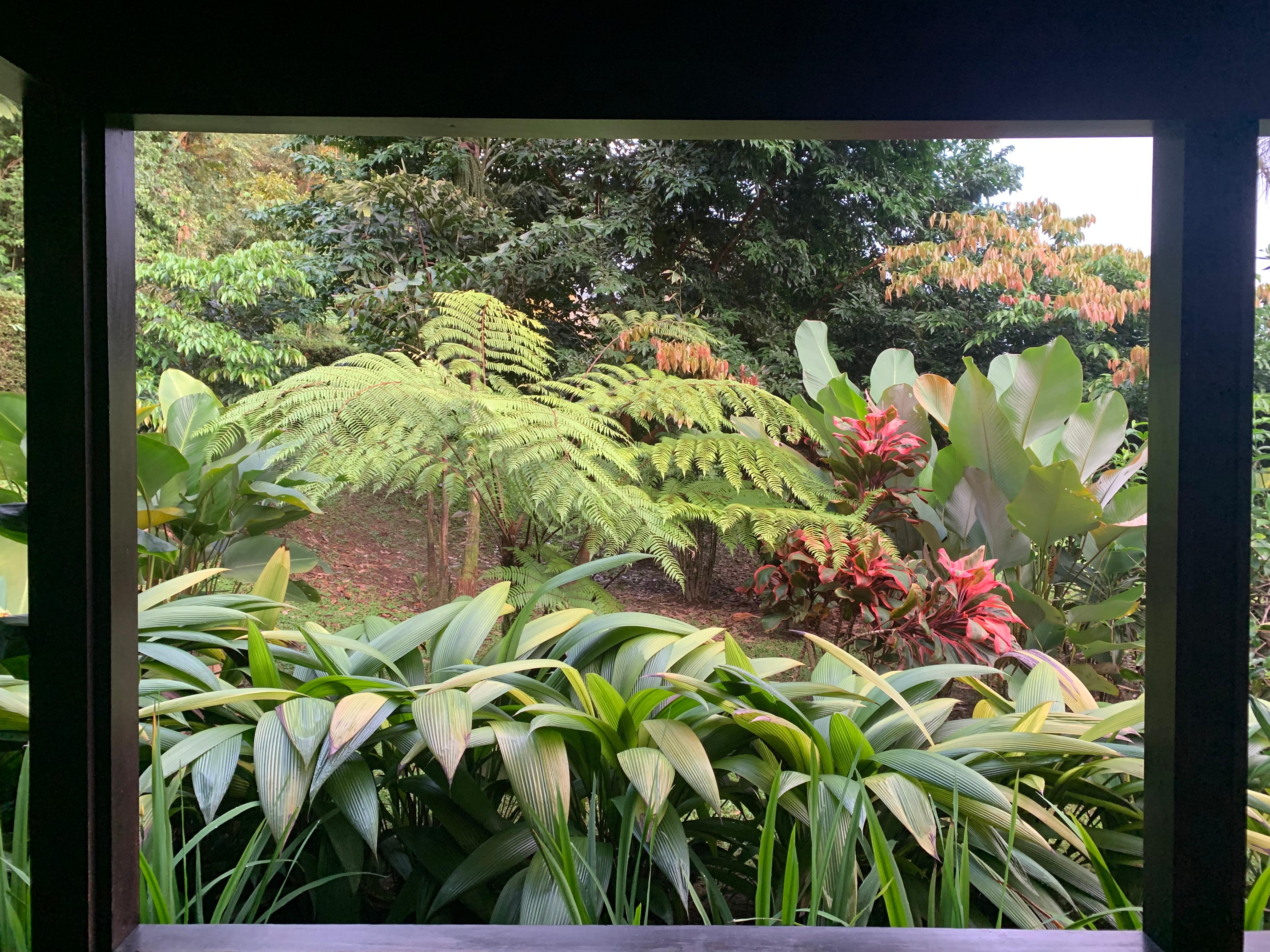 Végétation devant la terrasse