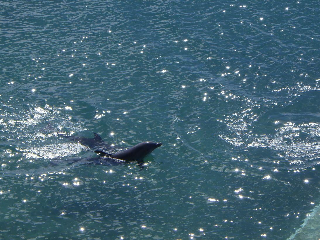 イルカの施設がホテルの真下に