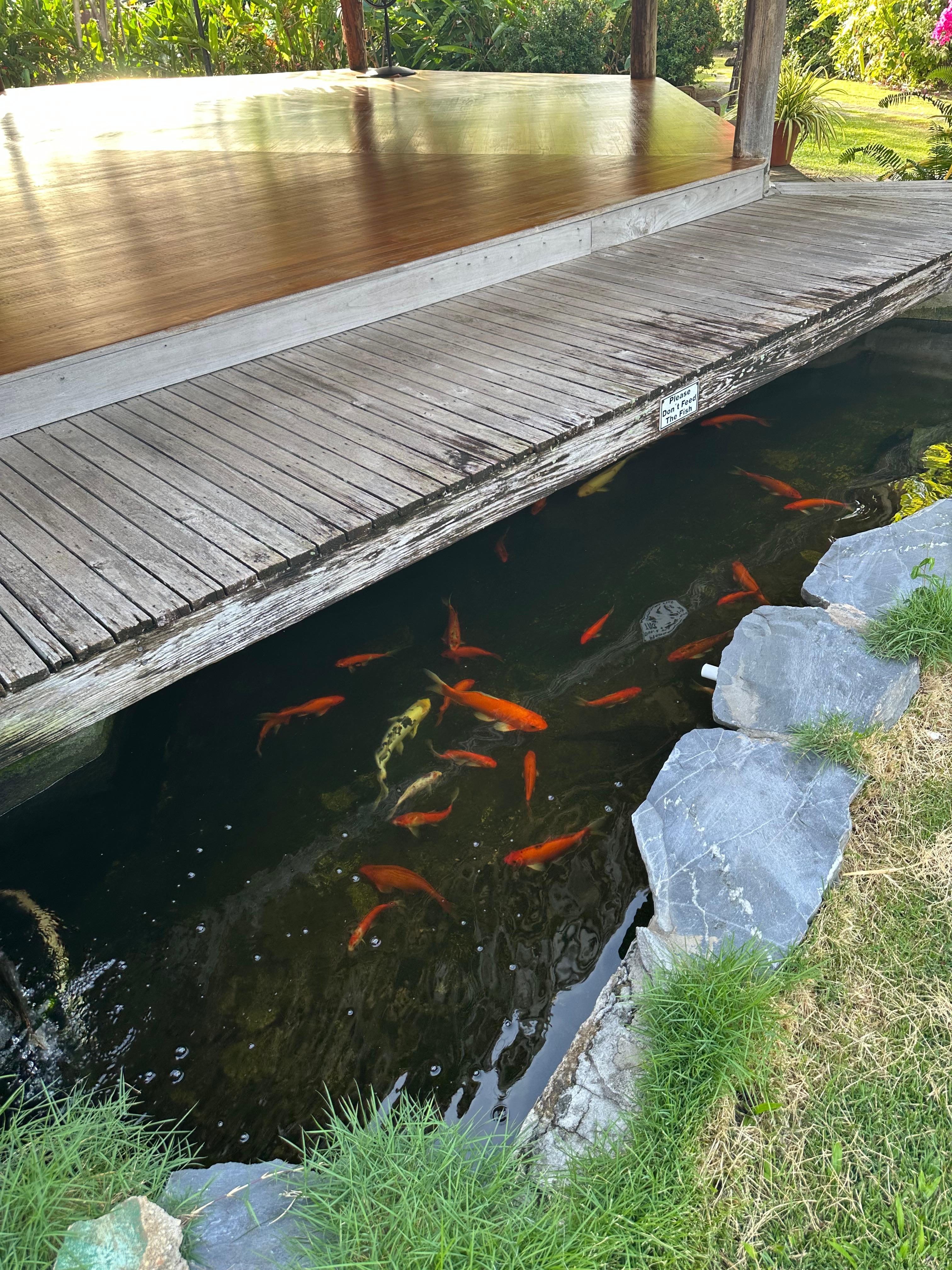 Koi pond