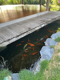 Koi pond