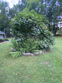 Fig tree.