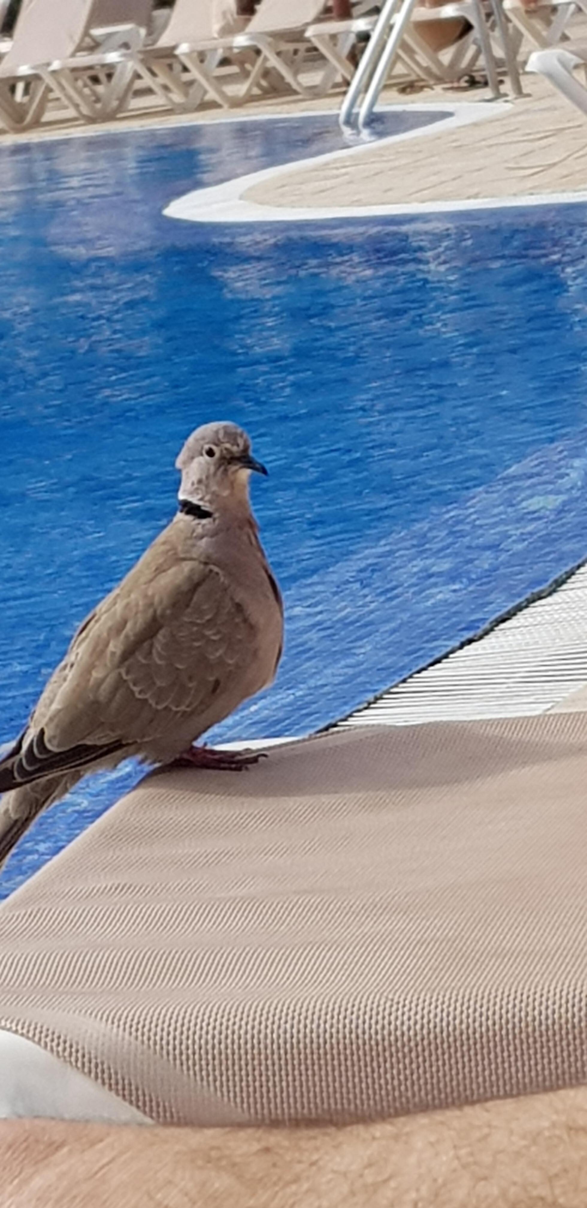 Compagna di piscina
