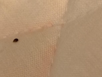 About died when I seen it right when I pulled sheets back