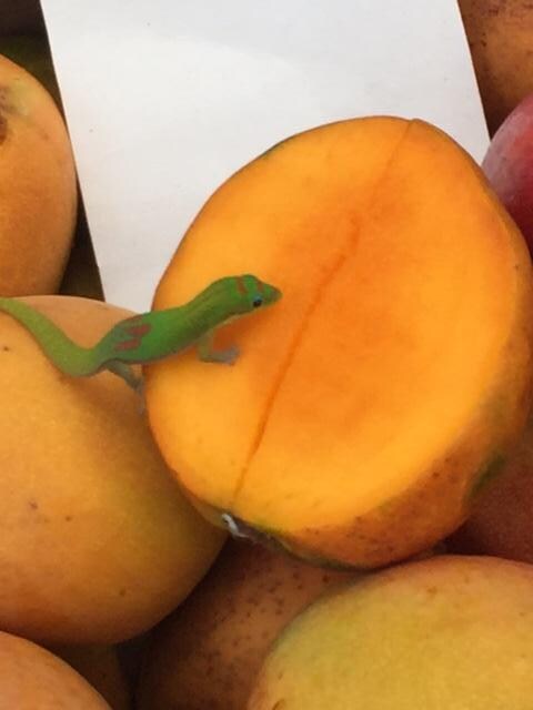 farmers market
