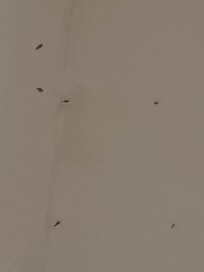 Cleanliness in the room ceiling