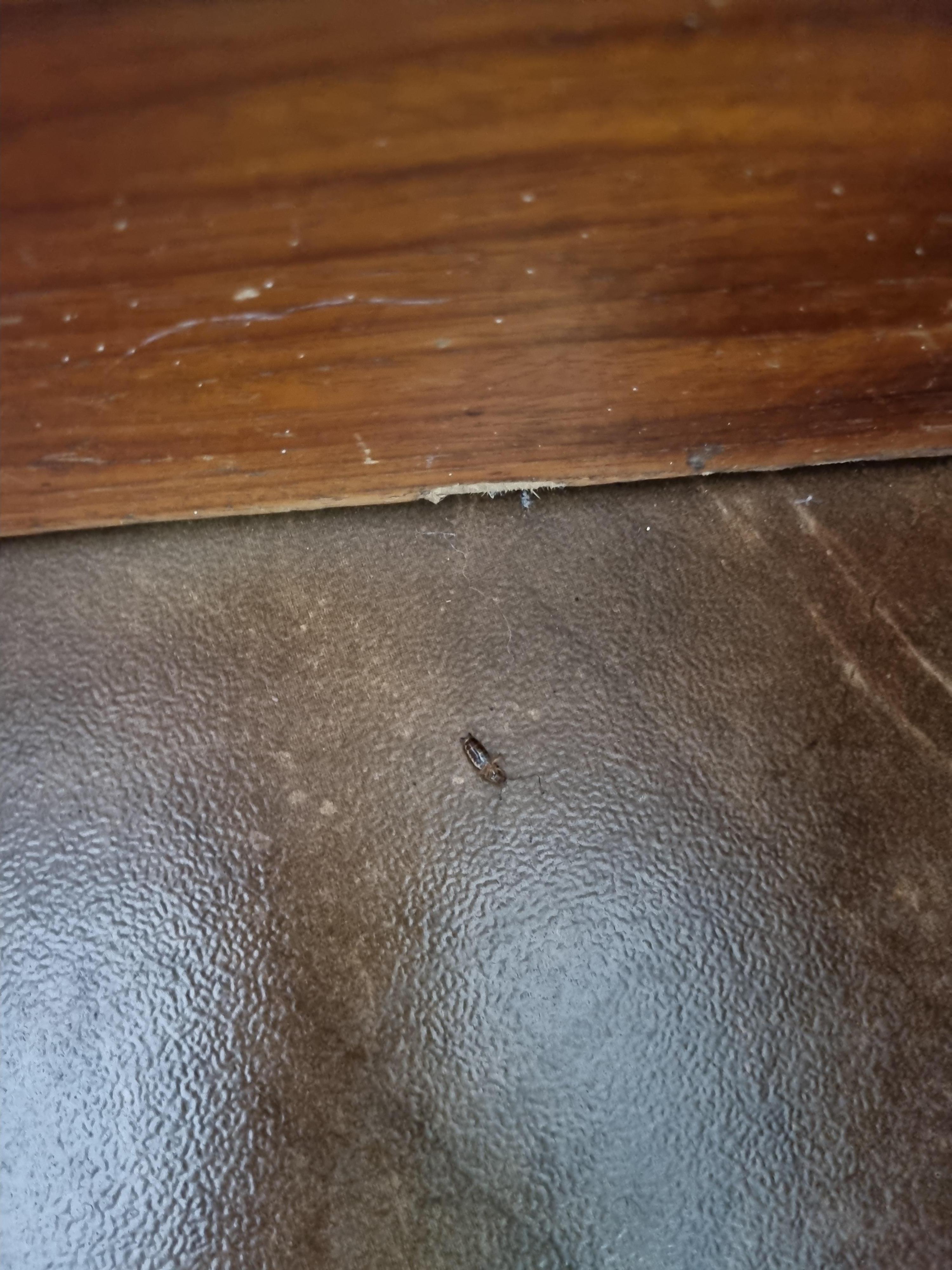 Many cockroaches crawling around the room