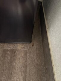Cockroach