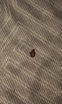 That’s the picture of the tick that was crawling on the hotel bed in room 310, wish I could upload videos but it doesn’t allow me!