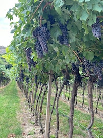 Vineyards all around you!