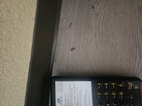 Roach, nail clipping, dead bug(?).