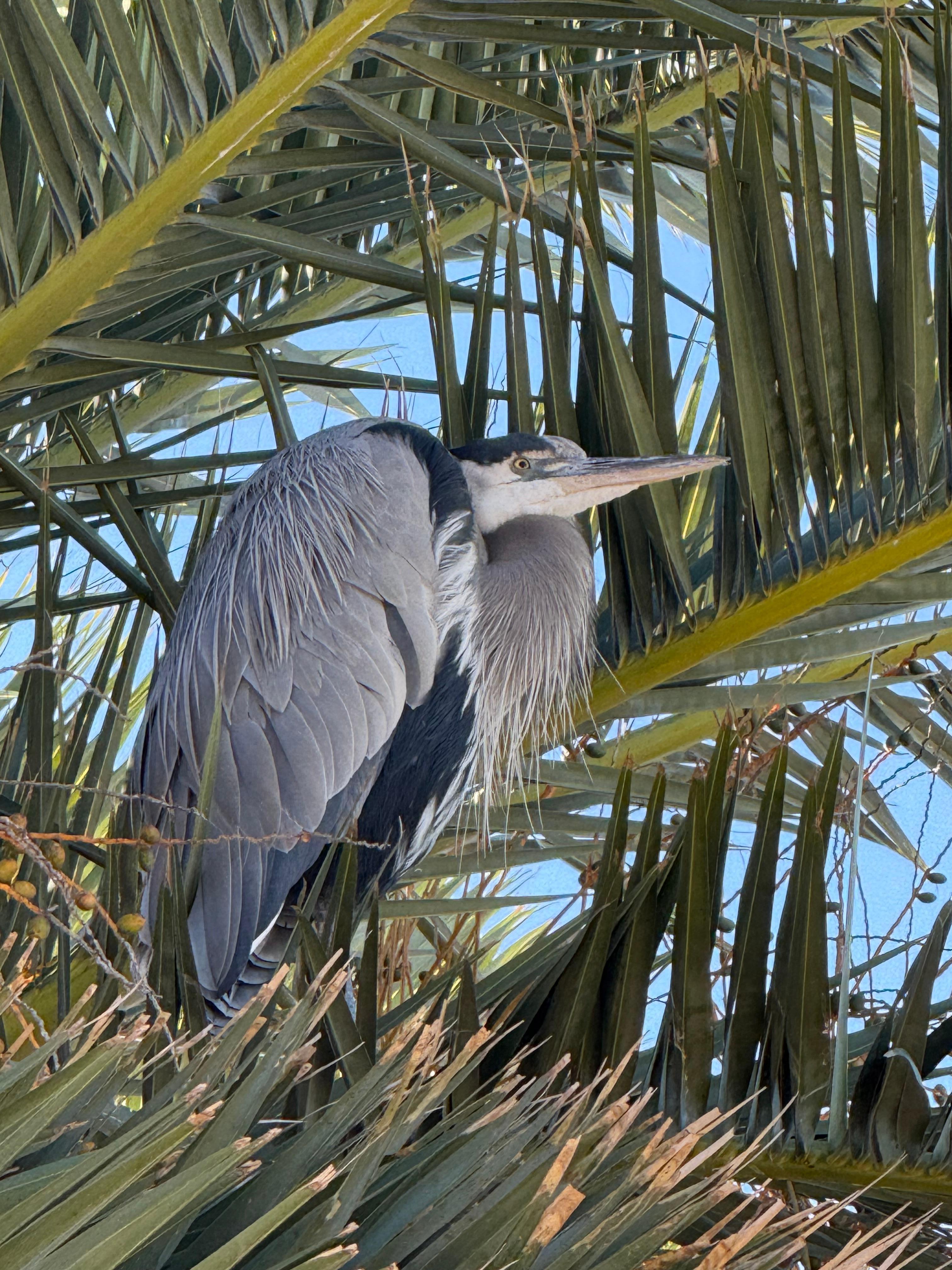 A heron couple lives in one of the palm trees. 