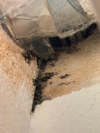 Skimmelsvamp på værelserne