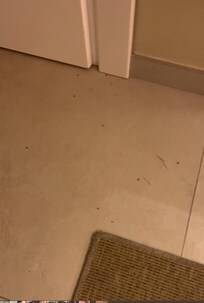 Ants in the first room - it was in even worst in most of the rooms we where shown later.