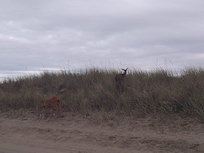 Deer in the Dunes