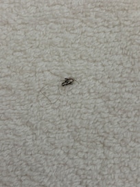 Cucaracha en las toallas