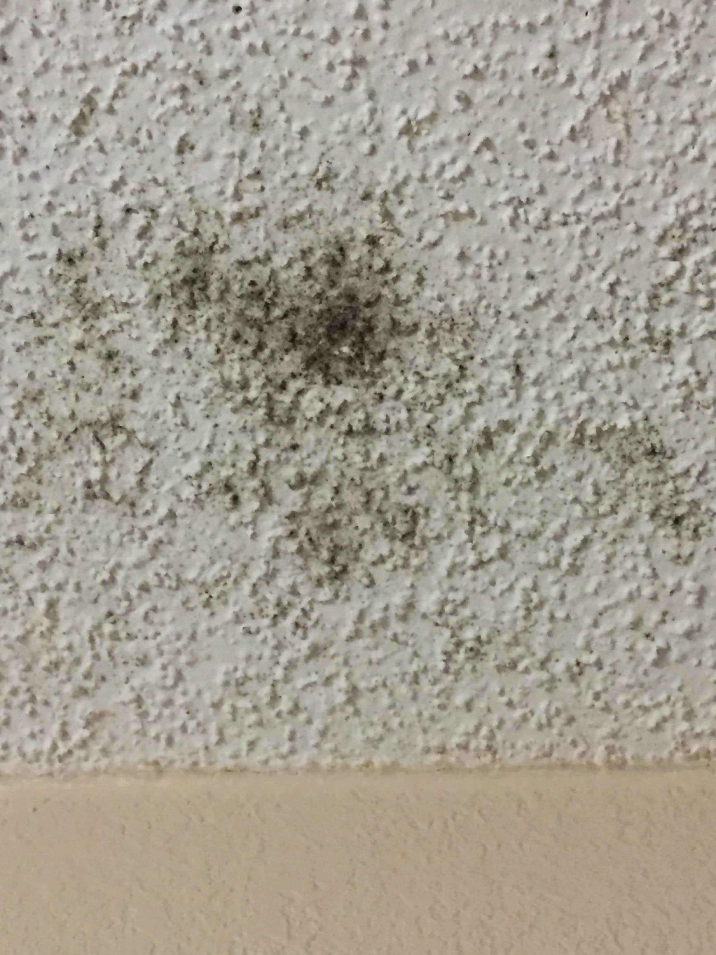 Mold or mildew on ceiling