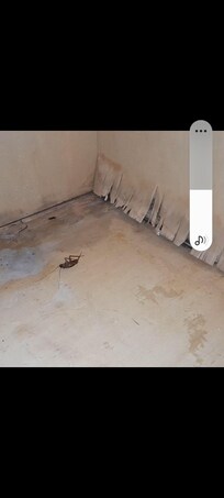 Cockroaches in bathroom cupboard (one was alive )