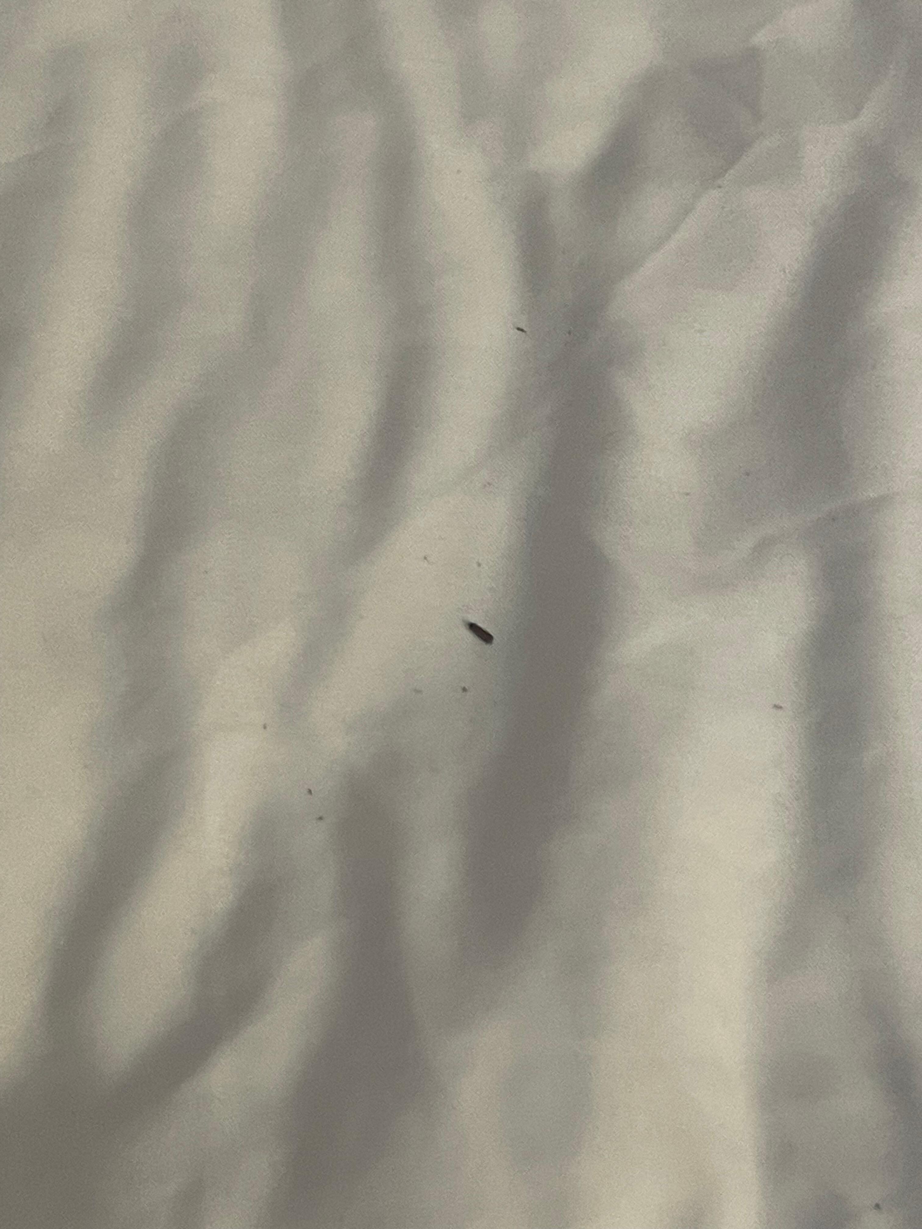 Dirt in the bed