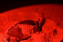 turtles laying eggs