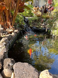 Koe pond at