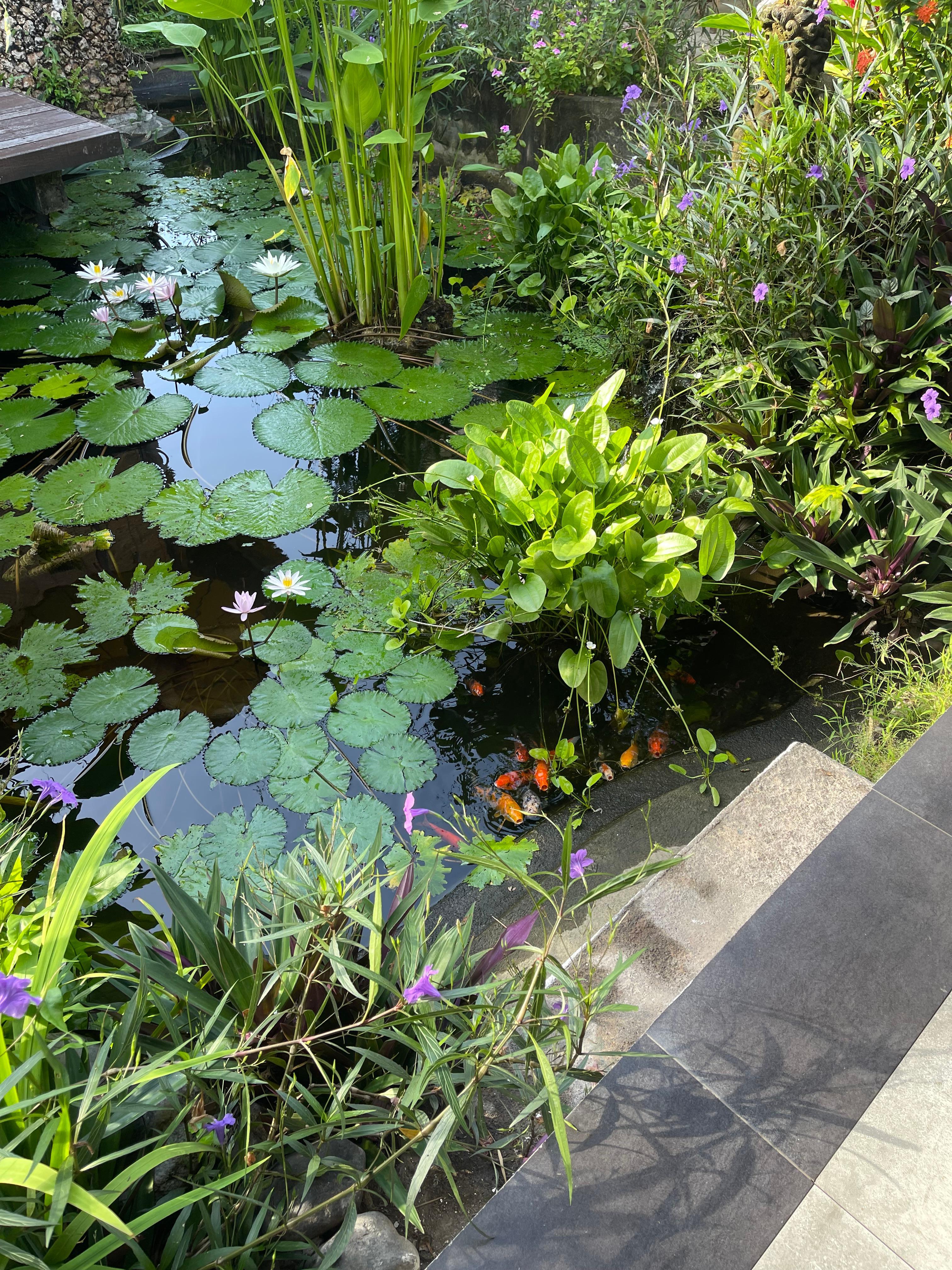 Koi fish by the restaurant 